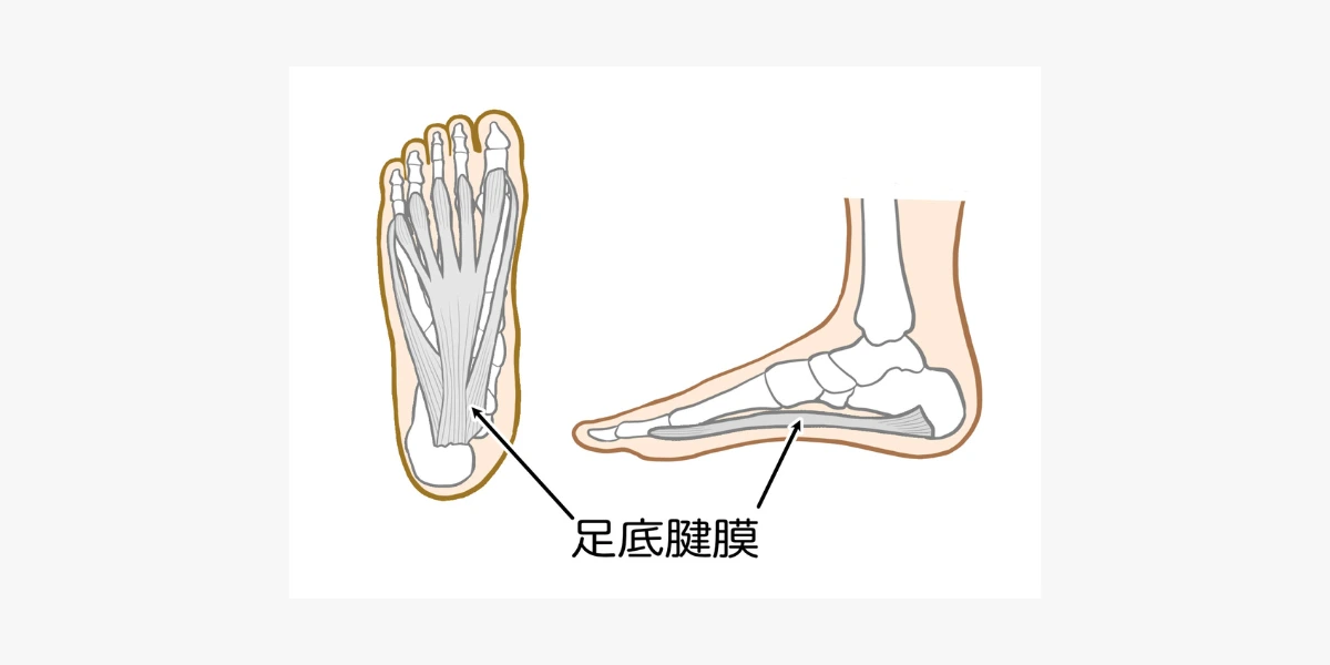 足底腱膜の位置