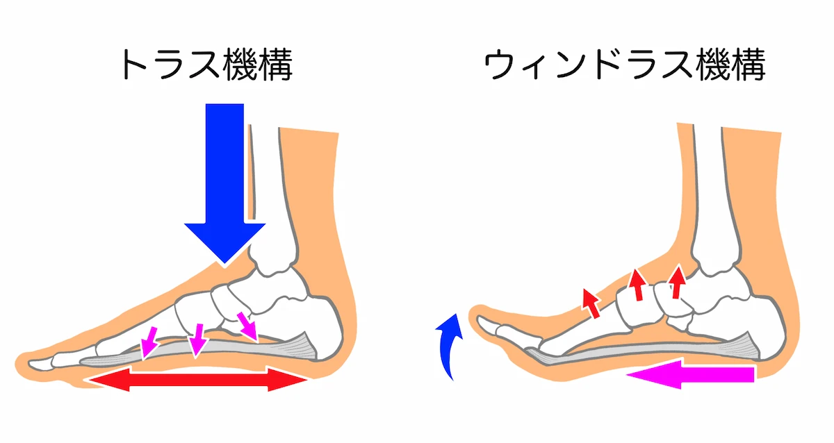トラス機構とウインドラス機構