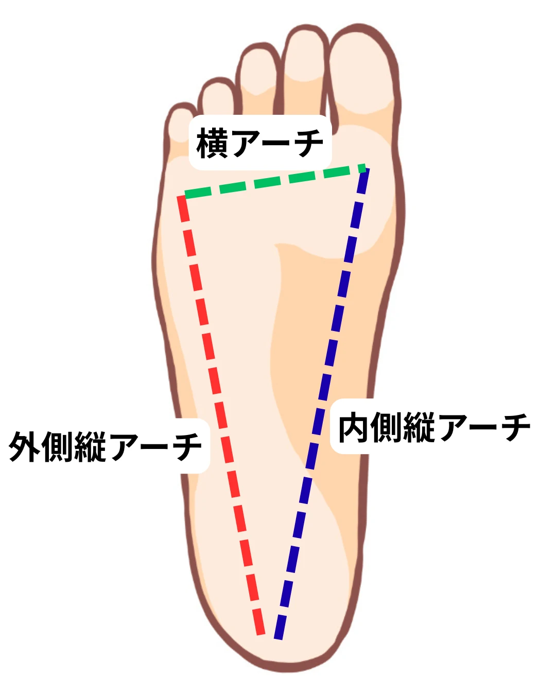 足のアーチイラスト