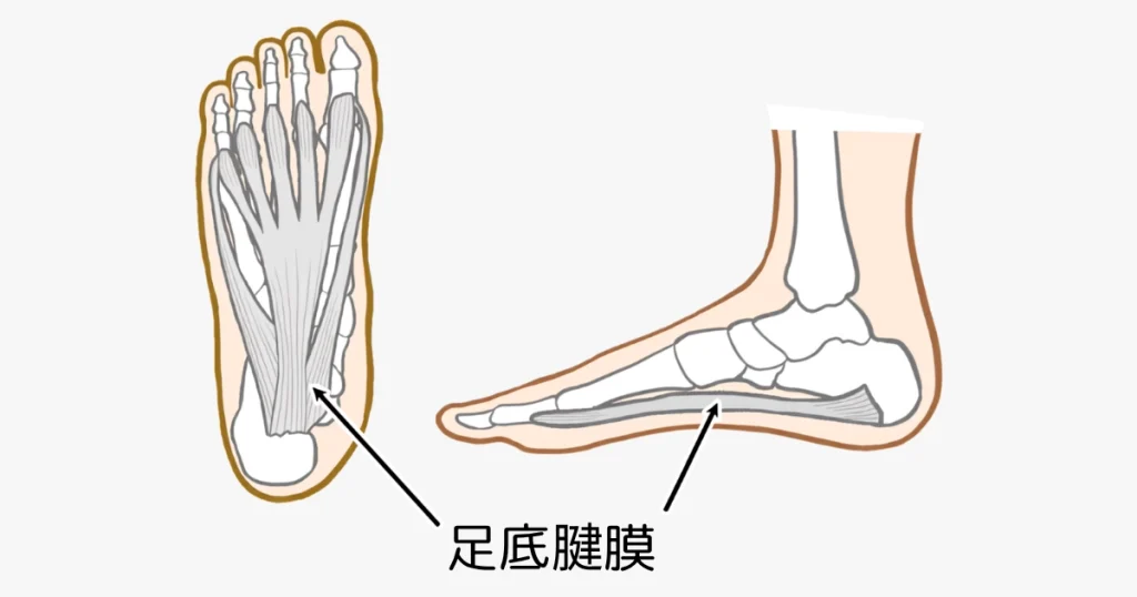 足底腱膜の場所イラスト